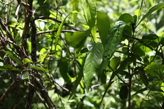 Ehretia saligna membranifolia