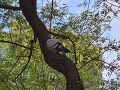 Columba livia domestica