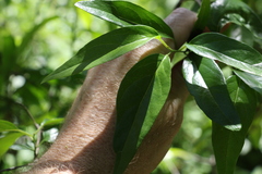 Ehretia saligna membranifolia