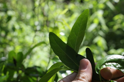 Image of Ehretia saligna by (c) Greg Tasney, some rights reserved (CC BY-SA)