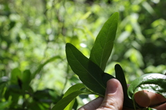 Ehretia saligna membranifolia