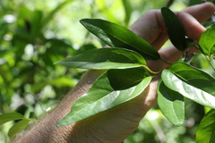 Ehretia saligna membranifolia