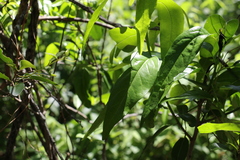 Ehretia saligna membranifolia
