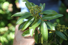 Dinosperma erythrococcum