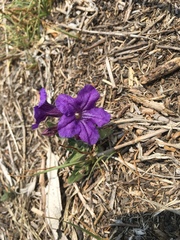 Ruellia lactea