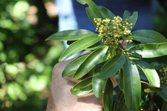 Dinosperma erythrococcum
