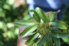 Dinosperma erythrococcum