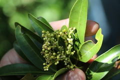 Dinosperma erythrococcum