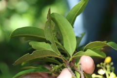 Dinosperma erythrococcum