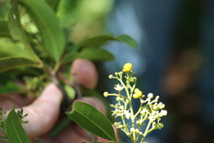 Dinosperma erythrococcum