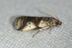 Acrobasis vaccinii