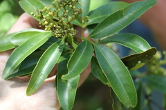 Dinosperma erythrococcum