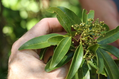 Dinosperma erythrococcum