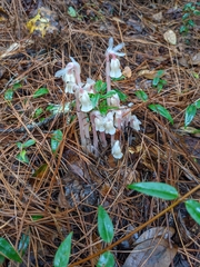 Monotropa uniflora image