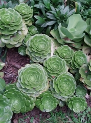 Aeonium canariense