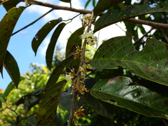 Emmotum fagifolium