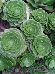 Aeonium canariense