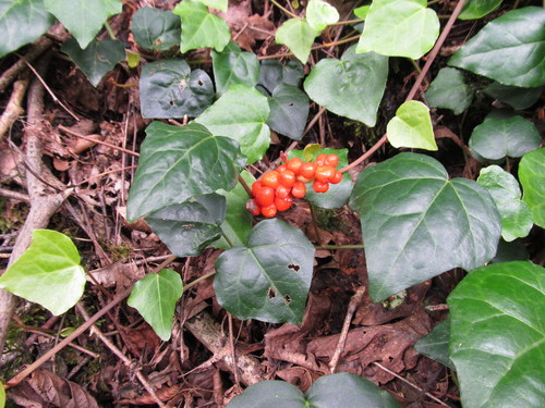 Image of Arum Megobrebi (Arum megobrebi) by (c) Vladimír Fuka, some rights reserved (CC BY)