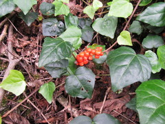 Arum megobrebi