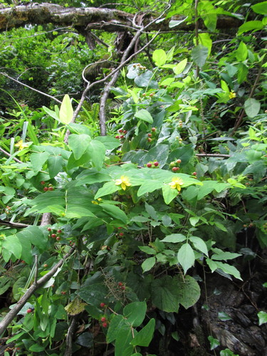 Krvavica širolistna (Hypericum androsaemum)