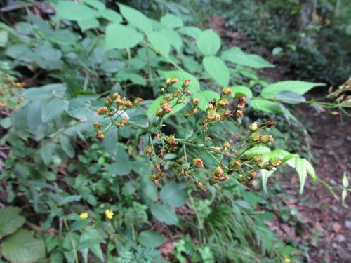 ľubovník chlpatý (Hypericum hirsutum)