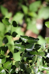 Strychnos psilosperma