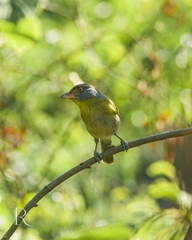 Cyclarhis gujanensis