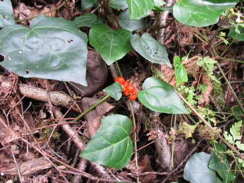 Image of Arum Megobrebi (Arum megobrebi) by (c) Vladimír Fuka, some rights reserved (CC BY)