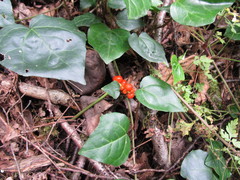 Arum megobrebi, photograph Vladimír Fuka, CC BY, iNaturalist via GBIF