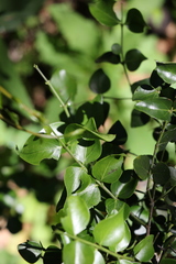 Strychnos psilosperma