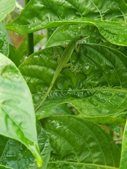 Anolis carolinensis