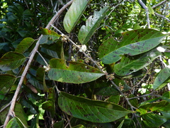 Emmotum fagifolium