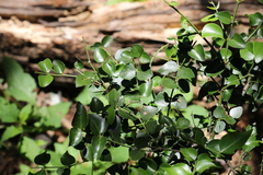 Strychnos psilosperma