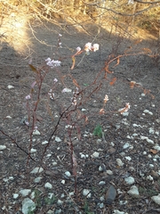 Persicaria barbata