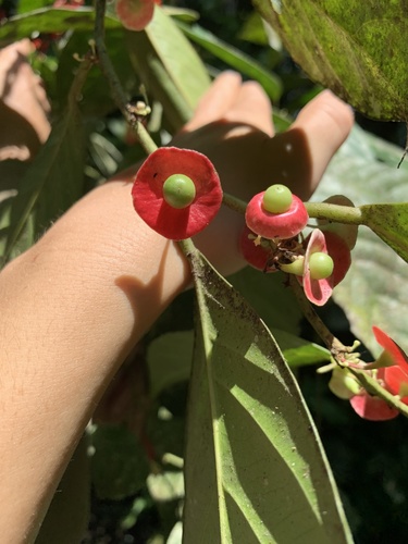 Heisteria acuminata (Heisteria acuminata)