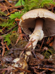 Agaricus kerriganii