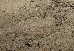 Arnoglossus laterna