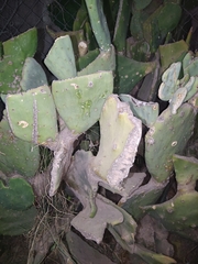 Opuntia cacanapa