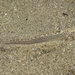 Echiichthys vipera - Photo (c) Xavier Rufray,  זכויות יוצרים חלקיות (CC BY-NC), הועלה על ידי Xavier Rufray