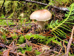 Agaricus kerriganii