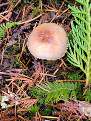 Agaricus kerriganii