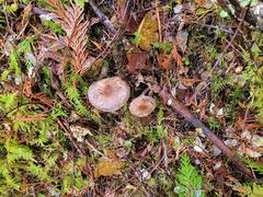Agaricus kerriganii