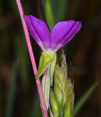 Clarkia purpurea viminea