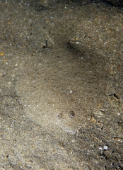 Scophthalmus rhombus