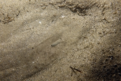 Solea senegalensis