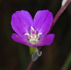 Clarkia purpurea viminea