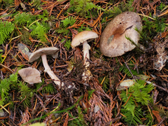 Agaricus kerriganii