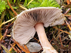 Agaricus kerriganii