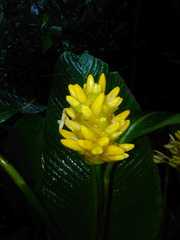 Goeppertia marantifolia