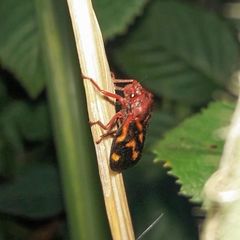 Mahanarva rubropicta